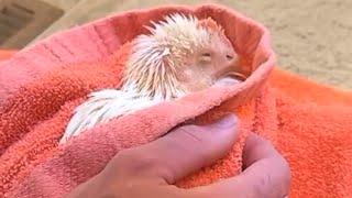 Man's amazing bond with dinner chicken