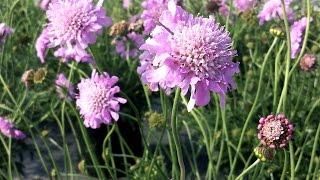 Best Perennials for Sun - Scabiosa 'Pink Mist' (Pincushion Flower)