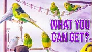 Top 8 Pet Birds You can Get in Pet store