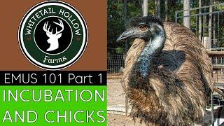 EMUS 101 Part 1: Incubation and Chicks