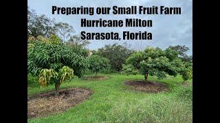 Preparing our Small Farm for Hurricane Milton in Sarasota, Florida - Walk and Talk