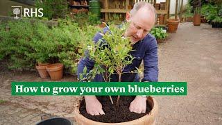 How to grow your own blueberries | The RHS