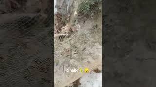 snake in net during catching fish