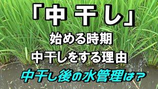 【中干し】始めるタイミング・中干しをする理由・その後の水管理について、改めて確認しました！