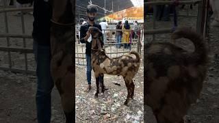 Andul Sirohi Bakra In Mira Road Bakra Mandi | Qurbani Ke Shandar Bakre In Mira Road Goat Market#goat
