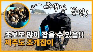 제주도 조개잡이 시즌 시작!! 초보자도 많이 잡을 수 있어요~