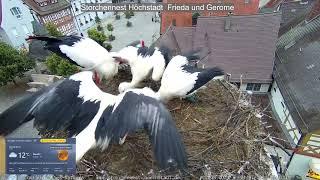 2024 07 04 Storchennest Höchstadt, schönen guten Morgen, Frieda bringt schon Frühstück um 5.25 Uhr