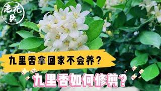 九里香拿回家不会养？九里香如何修剪？九里香养护教学！