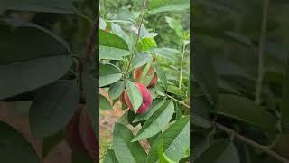 Peach  n passion fruit  Kardo