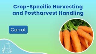 Carrots: Postharvest Handling