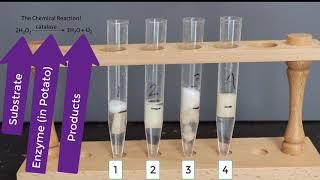 Enzyme Potato Experiment