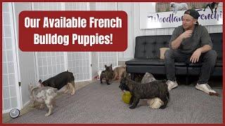 Our Available French Bulldog Puppies!