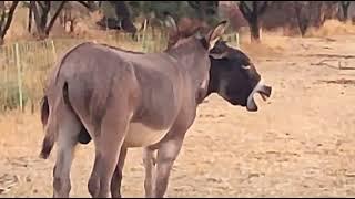 #Donkey mating with donkey