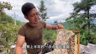 茶油山一茶农被蛰，子威抓紧进山独战群蜂，清理干净放心离开