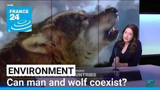 Can man and wolf coexist? Predator's return causes backlash among European farmers • FRANCE 24