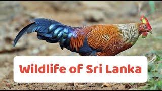 Wildlife of Sri Lanka | Animal Earth