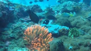 Diving in Sabang, Philippines