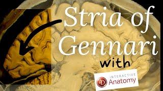 Stria of Gennari | 4D Anatomy | Dr Doris