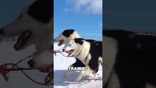 Husky Dogs: The Ultimate Companions for Joy and Adventure!  #shortsfeed  #viral  #foryou  #animals