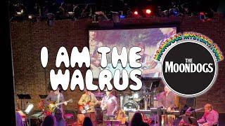 I Am The Walrus (live Beatles cover)