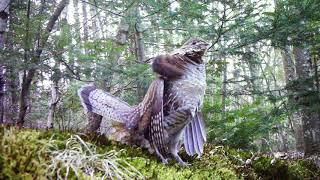 Ruffed Grouse Displaying and Drumming