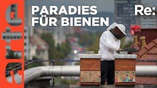 Im Land der Bienen | ARTE Re: