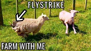 Flystrike sheep helped by other sheep?