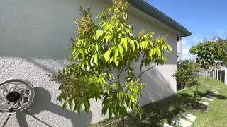 Sweet Heart Lychee Tree blooming and flowering   #lychee #tropicalfruittree #fruittree