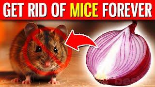 11 NATURAL Ways To Get Rid Of Mice FOREVER Hiding In Your Home