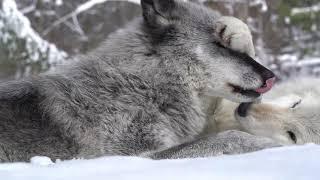 Wolves Say "I Love You" with Face Bites and Nibbles