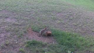 05 01 24  736pm A rabbit eats near the mineral block in the back field. #wildlife #rabbits #rabbit