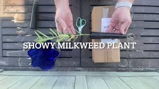 Unboxing Showy Milkweed Plant 4K