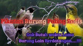 Suara pikat sogon,kamade,prenjak,dan burung kecil lainya paling ampuh...!!!