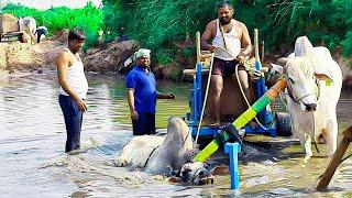 sand cart pulling ongole cattle-ox pulling sand cart-sand cart stuck in mud river-ox pulling videos