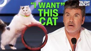 America's Most TALENTED Cats Will Leave You SPEECHLESS!