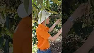 Tại sao phải tỉa bông sầu riêng? Phần 2 #bmfe #kythuatsaurieng #saurieng #kythuatcaytrong