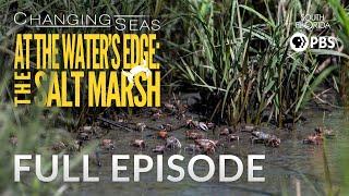 At the Water's Edge: The Salt Marsh | Changing Seas