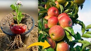 Unique Skills How To Grow Apple Tree From Apple 