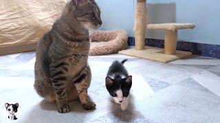 A Rescued Kitten Appealing to a Big Cat with all its Might
