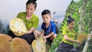 Harvesting jackfruit to sell - The daily work of pregnant mothers