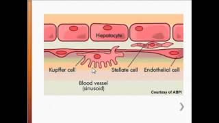 USMLE Immunology - Resident Macrophages: Kupffer Cells & the Liver