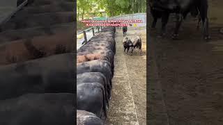  FARMING#instagram#tiktok#youtube#cow#travel#zubr#mini#fish#fishing#rek#trend#tiraktor#FARMING#FARM