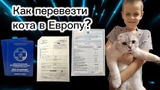 КАК ПЕРЕВЕЗТИ КОТА В ЕВРОПУ? ДОКУМЕНТЫ+СОВЕТЫ. ИЗ КАЛИНИНГРАДА В ГЕРМАНИЮ .