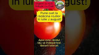 Urget la tomate! Pune oțet la rădăcina roșiilor în iulie și august! Nu vei regreta!