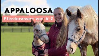 Pferderassen von A-Z | 𝗔𝗽𝗽𝗮𝗹𝗼𝗼𝘀𝗮 𝗣𝗳𝗲𝗿𝗱𝗲 - Die Zucht am Karnerhof