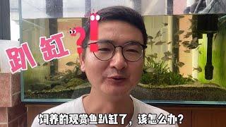 观赏鱼趴缸，怎么办？江南养鱼人剖析8种原因，附应对措施