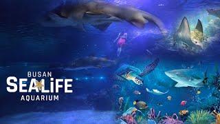 Sea Life, the world’s best aquarium brand | Busan Sealife Aquarium | Haeunde Beach | South Korea