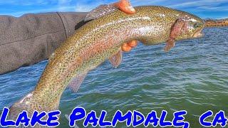 FISHING FOR 5,000 LBS OF MT LASSEN TROUT PALMDALE FIN & FEATHER CLUB | WINTER JAN 2024 #socalfishing