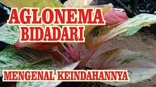 Keindahan Aglonema Bidadari dan Ciri Cirinya