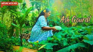 I made delicious Ash Gourd Curry in village kitchen Nature With Dila 